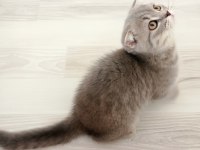 Gümüş yeni yuvasını arıyor scottish fold