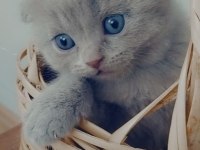 Yavru scottish fold