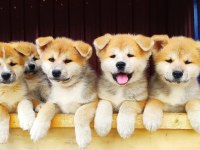 Japon Akita Çiftliğinden Şecere Belgeli Yavrular