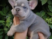 Harika fransız bulldog yavrular sizleri bekliyor
