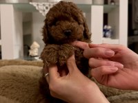 Orjinal toy poodle
