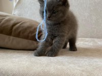 Top kafa ayı surat minnoşlar orjinal british shorthair