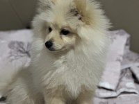 5 Aylık pomeranian Boo