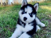 HUSKY MAVİ BONCUKLAR GÖNÜLLERİ YAKIYOR