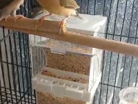 2024 ve 2025 çok bakımlı golden finch