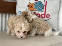 Show kalite kore maltipoo yavrular ziyarete açık