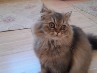 British longhair kedisi