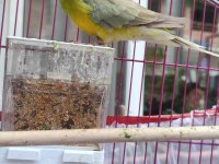 Şarkıcı Pareket Papağanı