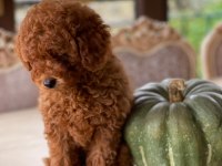 Sakarya Toy Poodle