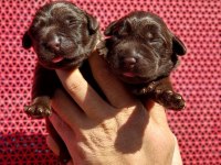Çkolata Labrador