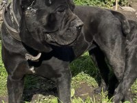 Cane Corso Üst Sınıf