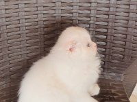 Ev ortamında büyüyen scottish fold