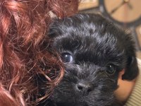 Mini Boy Orjinal Renk MALTİPOO- COCKAPOO YAVRULAR