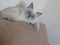 Blue point british shorthair