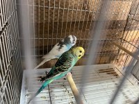 Yavru garantili muhabbet kuşu takımlar