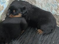 Dişi erkek ve dişi rottweiler yavrular