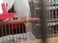 Albino kırmızı göz dişi forpus