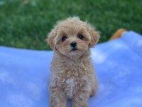 DÜNYA TATLISI F2 MALTİPOO YAVRULARI