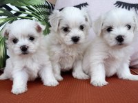 Kar beyaz mini boy orjinal maltese yavrularımız