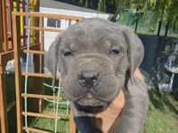 2 ERKEK CANE CORSO SİYAH VE BLUE