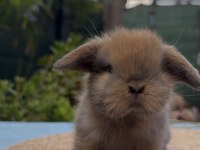Mini Lop Tavşan Yavruları