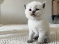 British Short Ve Longhair
