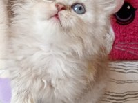 British longhair kedisi