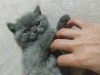 Minik british shorthair kız