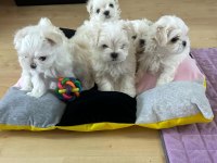 KOREAN MALTESE 1.250 gram