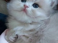 SHOW KALİTE SAFKAN BRİTİSH SHORTHAİR & LONGHAİR