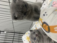 Saf kan scottish fold ve blue point yavrular