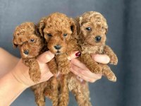ORJİ̇NAL RED BROWN  FACE BABY TOY POODLE YAVRULAR