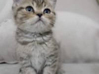 British shorthair yavrular