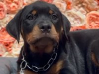 Şecereli dişi rottweiler yavrumuz yeni ailesini bekliyor