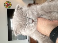 3 aylık scottish fold yavrularım