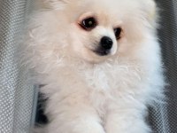 Pomeranian Yavrular Irk Sağlık Garantili