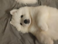 23 Haziran doğumlu Safkan A Kalite samoyed bebekler