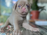 Pug mops (pink)