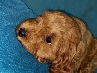 Toy Poodle yavrularımız son 2 dişi