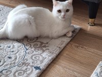 Pamuk gibi british shorthair maya kedimiz