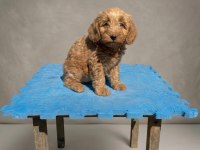 IRK VE SAĞLIK GARANTILI MALTİPOO
