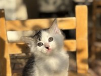 3 Aylık Ücretsiz Yavru Kedimiz