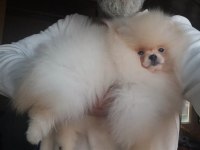Orijinal pomeranian boo
