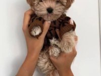 Teacup Maltipoo