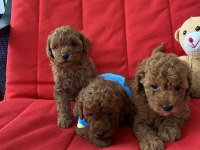 Poodle Bebekleri