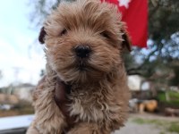 Maltipoo yavrum 55 günlük