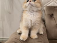 Golden British Longhair Kedisi