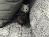 Dişi hamster acil yuva ücretsiz