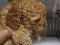 Sevimli poodle yavruları