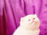 Ns11 dişi british longhair